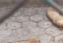 Abandono de leones en zoológico de Cuba.