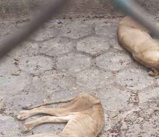 Abandono de leones en zoológico de Cuba.