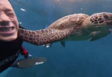 Tortuga sorprende a buzo con inesperado aletazo viral.