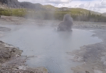 Captan explosión en Yellowstone; turistas huyen del lugar.