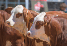 Tabasco lidera genética bovina a nivel nacional.