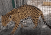 Caen traficantes; rescatan jaguar, tigrillo y cientos de especies.