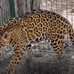 Caen traficantes; rescatan jaguar, tigrillo y cientos de especies.