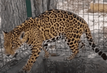Caen traficantes; rescatan jaguar, tigrillo y cientos de especies.