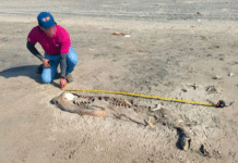 Hallan delfines muertos en costas de Centla, Tabasco.