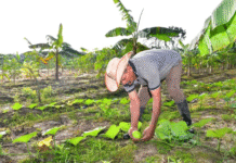 Tabasco genera empleos, pero pierde miles en el campo.