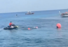 Cocodrilo desata pánico en carrera marítima de Cozumel.