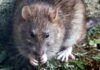 ALERTA SANITARIA POR HANTAVIRUS TRAS BROTE EN CRUCERO INTERNACIONAL.