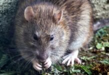 ALERTA SANITARIA POR HANTAVIRUS TRAS BROTE EN CRUCERO INTERNACIONAL.