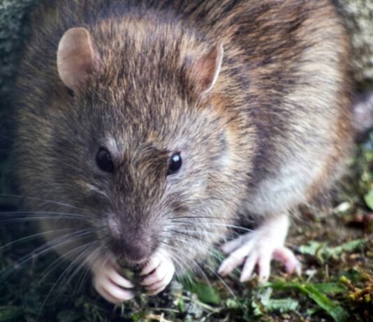 ALERTA SANITARIA POR HANTAVIRUS TRAS BROTE EN CRUCERO INTERNACIONAL.
