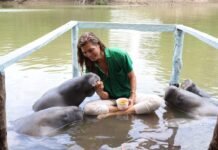 ¡De Jonuta para el mundo: manatíes al Mundial!