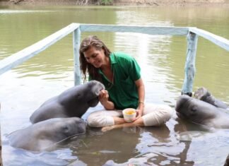 ¡De Jonuta para el mundo: manatíes al Mundial!