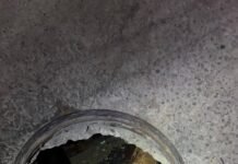 Rescatan a caballo tras caer en alcantarilla de Ocuiltzapotlán.