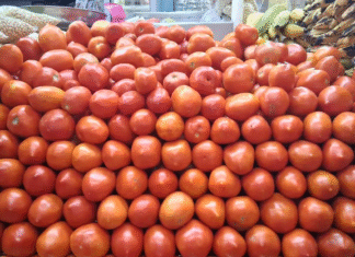 Precio del tomate cae 30% en Villahermosa.