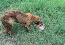 Rescatan a perrito atrapado en un cárcamo.