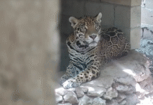 ¡Rescatan a jaguares,pumas y pájaros exiticos en cautiverio!