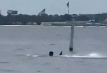 ¡Tiburón devora a empleado!