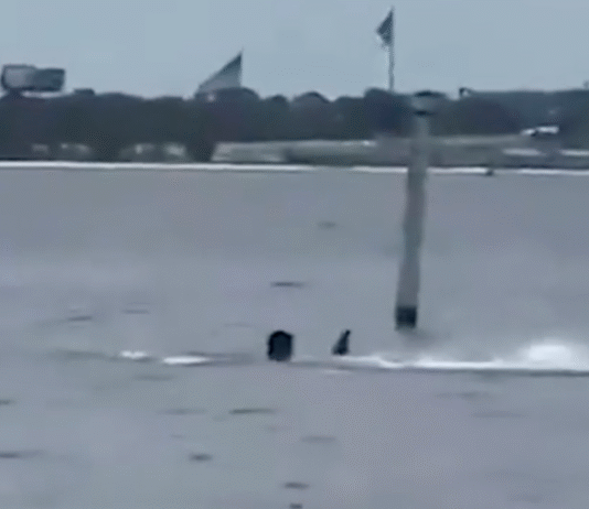 ¡Tiburón devora a empleado!