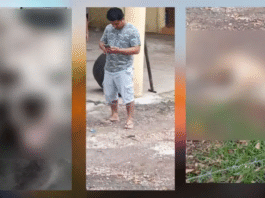 ¡Dejaron ciego y sordo a perrito en Macuspana!