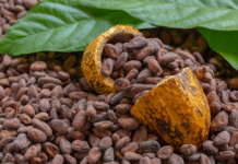 ¡Kilazo de oro! Cacao tabasqueño valdrá más de cien pesos.
