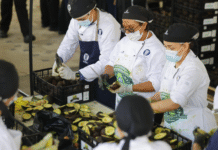 Jalisco rompe Récord Guinness con el guacamole más grande del mundo.