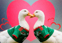 ¡Amor plumífero en el Zócalo! Juanita conquista al pato Merlín