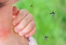 ¡Le dan de manotazos al dengue! Tabasco baja en contagios.