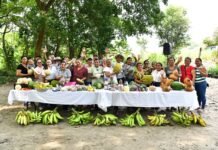 Sembrando Vida devuelve la esperanza al campo tabasqueño.