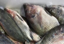 ¡Tabasqueños se vuelven locos por el sabor de la mojarra!