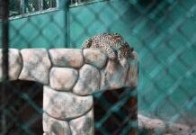¡La Venta se queda sin animales por remodelación!