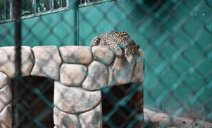 animales-parque-museo-la-venta-01-1160x700