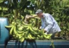 Plátano de contrabando hunde precios en Tabasco.