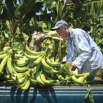 Plátano de contrabando hunde precios en Tabasco.