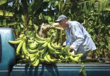Plátano de contrabando hunde precios en Tabasco.