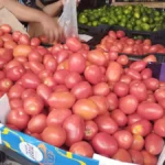 El precio del tomate baja en Tabasco.