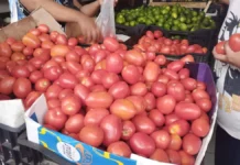 El precio del tomate baja en Tabasco.