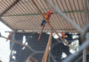 ¡Cayeron los plumíferos! Rescatan guacamayas y loros del tráfico ilegal.