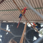 ¡Cayeron los plumíferos! Rescatan guacamayas y loros del tráfico ilegal.