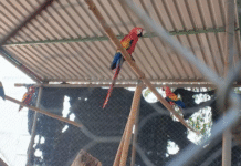¡Cayeron los plumíferos! Rescatan guacamayas y loros del tráfico ilegal.