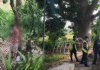Encuentran cuerpo colgado en árbol de gaviotas.