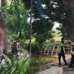 Encuentran cuerpo colgado en árbol de gaviotas.