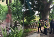 Encuentran cuerpo colgado en árbol de gaviotas.
