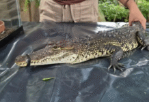 Autoridades buscan cocodrilo tras ataque en Balancán.