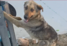 Hombre rescata y alimenta a perrito callejero viral.