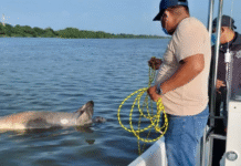 Hallan manatí sin vida en río de Jonuta.
