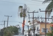 Cae rayo y parte palmera en Tamulté y causa pánico.