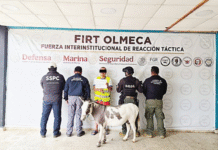 Detienen a sujeto por robo de burro miniatura.