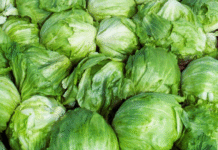 La FDA se disculpa por falso positivo con lechugas mexicanas.