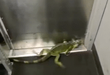 ¡Iguana gigante desata tremendo caos en sucursal de FedEx!