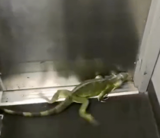 ¡Iguana gigante desata tremendo caos en sucursal de FedEx!